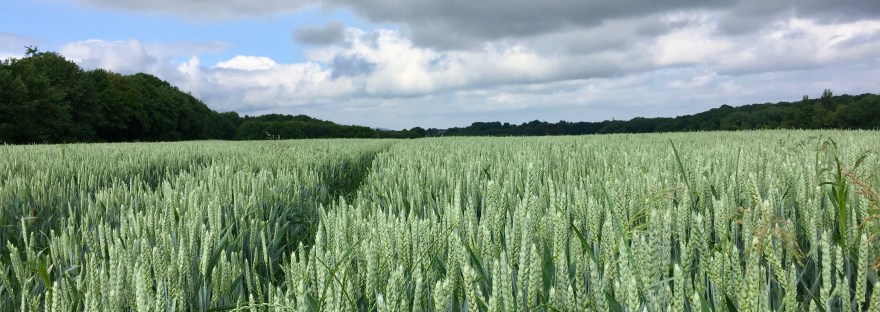 Zijn reumakuren effectief?